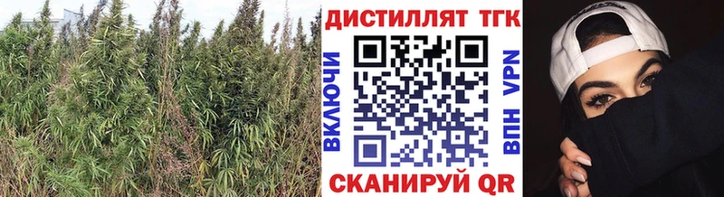 ТГК THC oil  что такое   Курчалой 