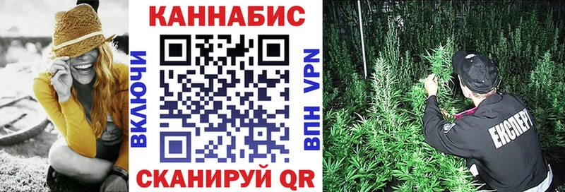 Конопля сатива  Курчалой 